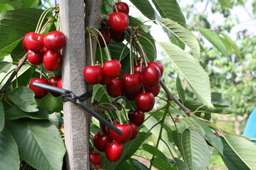 Auch im Norden haben die Obstbauern jetzt mit der Kirschenernte begonnen.
