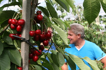 Die Qualitt stimmt, die Menge auch, nur an den Preisen hat es in dieser Kirschensaison gehapert. Die Ernte folgte dicht gedrngt, nicht nur was die Sorten betrifft, sondern auch in punkto Anbaugebiete. 