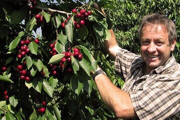 Weniger, aber qualitativ gute Kirschen haben die Obstbauern in Bayern in diesem Jahr geerntet.