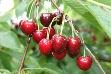Whrend Frankreich eher mit einer kleinen Kirschenernte rechnet, drfte sie in Griechenland grer als im Vorjahr ausfallen bei einer allerdings schwcheren Inlandsnachfrage. 