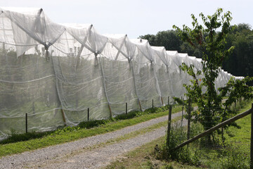 Einnetzung zhlt zu den sichersten Manahmen, um Kirschessigfliege abzuhalten. Allerdings sind Netze nicht billig und sie verndern das Mikroklima in der Anlage.