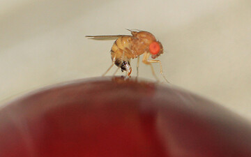 Die Kirschessigfliege befllt Frchte im Beeren- und Weinbau. Erkenntnisse zu verschiedenen Manahmen der Bekmpfung haben Schweizer Forscher nun in einem Leitfaden zusammengetragen. 