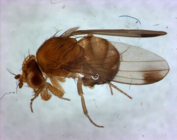 Mnnliche Kirschessigfliege mit den typischen Punkten auf den Flgeln