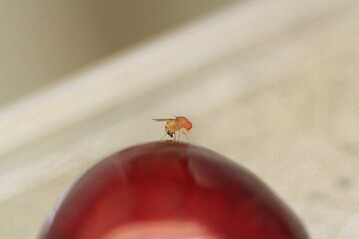 Die Kirschessigfliege ist ein neuer Schädling, dem nur schwer beizukommen ist, wenn er sich einmal in einer Anlage ausgebreitet hat.