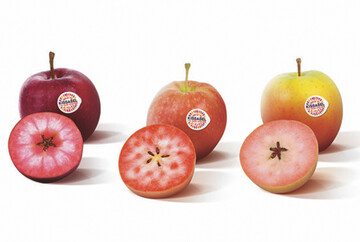 Mit drei rotfleischigen Sorten startet das Ifored Konsortiums die Einführung seiner neuen Marke Kissabel am Markt.