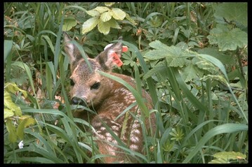 Die Ergebnisse der Wildmarkierung zeigen, dass Verluste bei Mahd zu den bedeutenden Todesursachen beim Rehwild zhlt. Betroffen sind nicht nur frisch gesetzte Kitze, sondern mit zunehmender Arbeitsgeschwindigkeit und Arbeitsbreite auch ltere Tiere.