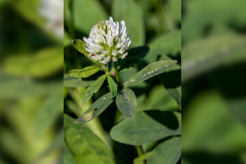 Alexandrinerklee ist gut als Ackerfutter für trockene Standorte geeignet.