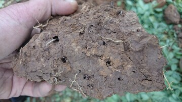 Feinwurzeln von Kleegras: Organische Masse fttert das Bodenleben und erhht die Bodenqualitt.