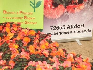 "Klunker-Heidi" ist eine Begonie und Balkonpflanze des Jahres 2012 in Baden-Wrttemberg und Bayern