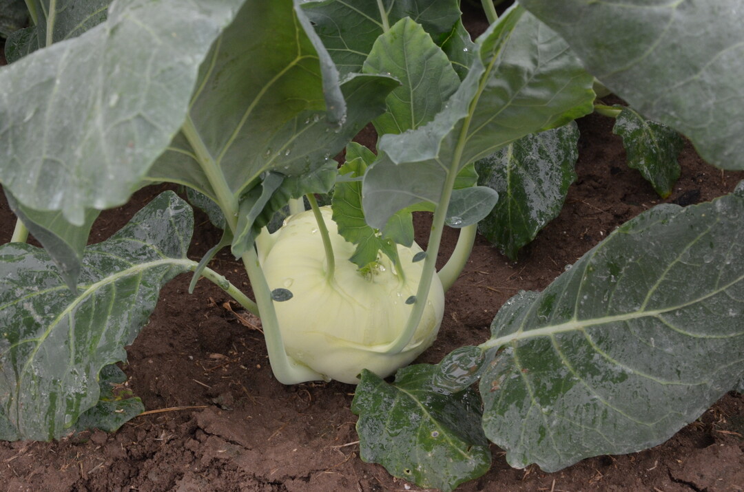 Gemüse wie Kohlrabi enthalten Antioxidantien.