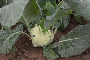 Gemse wie Kohlrabi enthalten Antioxidantien.