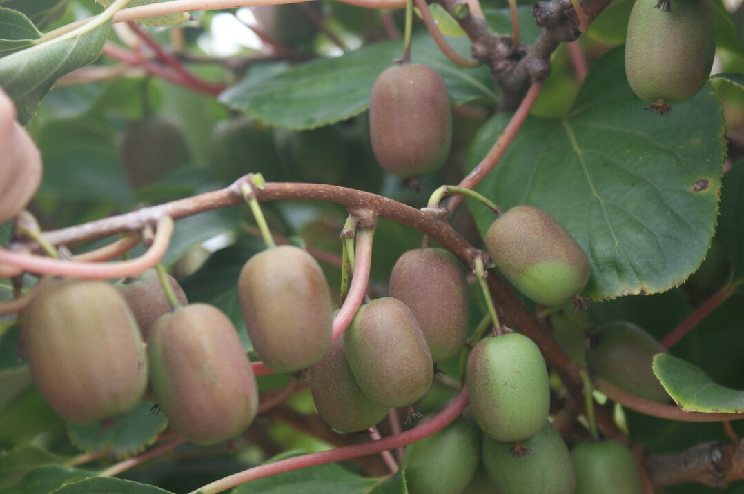 Mini-Kiwi Kokuwa