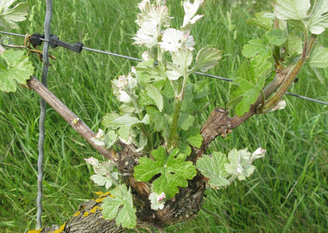 Im Mai sollten auch die Stammk�pfe ausgebrochen werden, um Verdichtungen zu vermeiden.