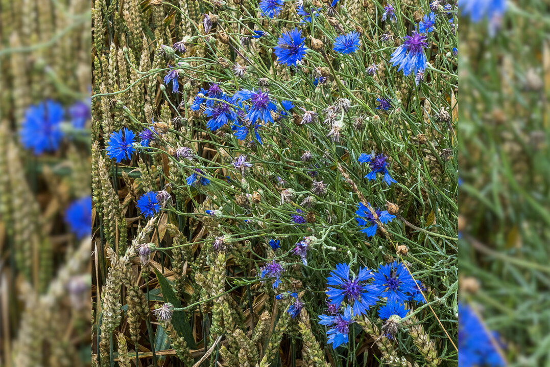 Die Kornblume ist hufig im Getreide vorzufinden.