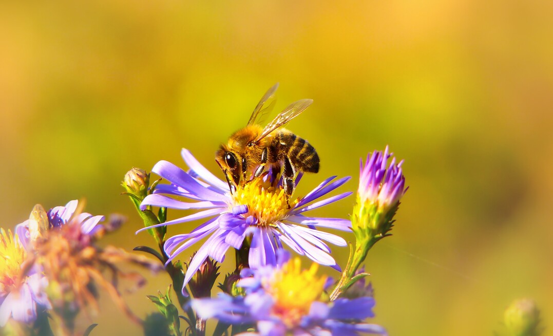Aufgrund neuer Erkenntnisse müssen für die Genehmigung von Zusatzstoffen, die zusammen mit Insektiziden ausgebracht werden sollen, zusätzliche Studien mit Honigbienen vom Antragstellenden eingereicht werden.