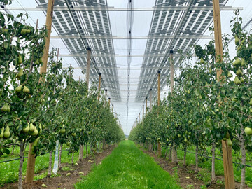 In Belgien wird in einer Birnenanlage die Doppelnutzung von Obstbau und Stromproduktion durch eine Agrofotovoltaik-Anlage getestet. 