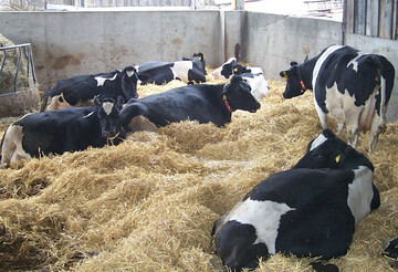  Professionelle Milchviehhaltung: In Deutschland werden je Liter produzierter Milch circa 1 kg CO2-quivalente freigesetzt. Das ist etwa halb so viel wie im weltweiten Durchschnitt.