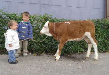 Dieses Kuhkalb brachte den Rekord-Preis von 1020 Euro. Zchter ist Hubert Ewald, Brunlingen