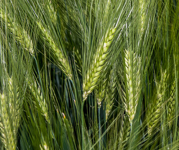 Die Aussaat von Sommergerste im Spätherbst bietet einige Vorteile.
