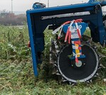 Aufgrund ihrer hohen Schlagkraft eigen sich Messerwalzen gut um Zwischenfrüchte zu zerkleinern.