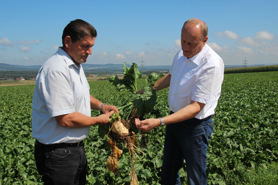 Die Landwirte Joachim Rukwied (r.) und Eberhard Zucker erklren Journalisten den Anbau von Zuckerrben.