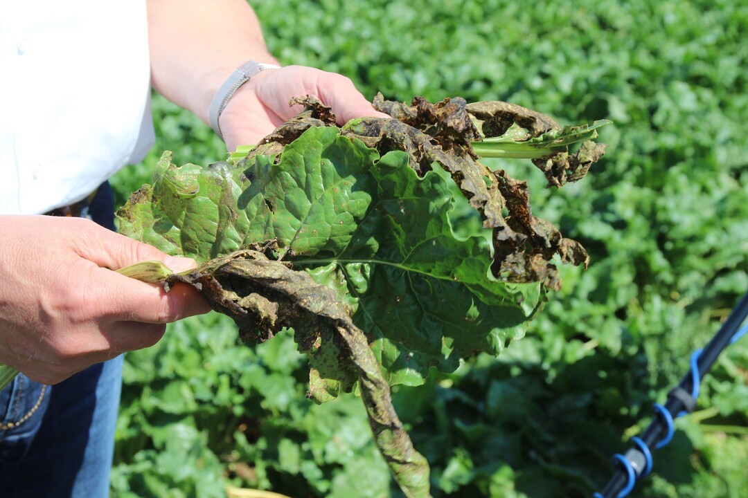 Wird der Pflanzenschutz fr Zuckerrben zurckgefahren, dann ist die Pilzkrankheit Cercospora nicht mehr die Ausnahme, sondern die Regel im Zuckerrbenanbau. Die Folge: Blattschden wie im Bild, die keine Zuckereinlagerung mehr ermglichen. Dadurch wird der Anbau unwirtschaftlich, der Hof muss diesen Betriebszweig einstellen.