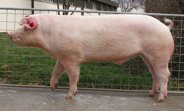 Laut der Roten Liste einheimischer Nutztierrassen der BLE ist das Leicoma Schwein die am meisten gefhrdete einheimische Schweinerasse.