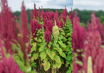 Amaranth ist eine sehr alte Kulturpflanze aus Südamerika.