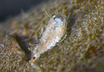 In manchen Anlagen wird die Kommaschildlaus zum Problem: Bis zu 90 weie Eier berwintern geschtzt unter dem Schild. 