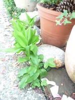 Vorne Bärlauch, hinten Maiglöckchen