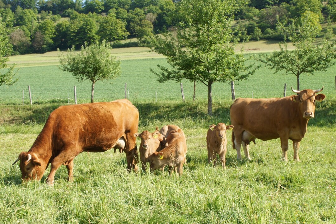Limpurger Khe mit Klbern auf der Weide. Die Tiere werden auch in der Landschaftspflege eingesetzt. Sie gehren zum Betrieb der Familie Munz in Untermnkheim im Kreis Schwbisch Hall.