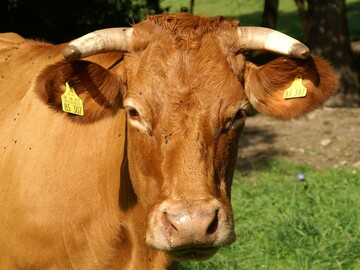 Gestatten, die Kuh Wolke, eine Vertreterin der ltesten Rinderrasse in Wrttemberg, dem Limpurger Rind. Wolke stammt vom Betrieb der Familie Kruck in Mulfingen im Hohenlohekreis.