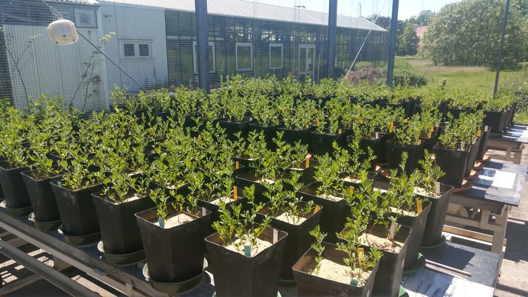 Unter Gew�chshausbedingungen werden jeweils drei Linsenpflanzen in einem Topf angepflanzt. Dabei werden Daten wie der Nmin-Gehalt, Anzahl Rhizobien sowie das Wachstum bestimmt.