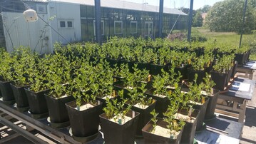 Unter Gewächshausbedingungen werden jeweils drei Linsenpflanzen in einem Topf angepflanzt. Dabei werden Daten wie der Nmin-Gehalt, Anzahl Rhizobien sowie das Wachstum bestimmt.