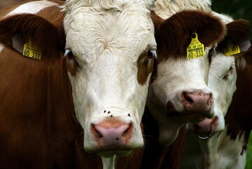 Umfrage zu Alternative Behandlungsmethoden beim Milchvieh