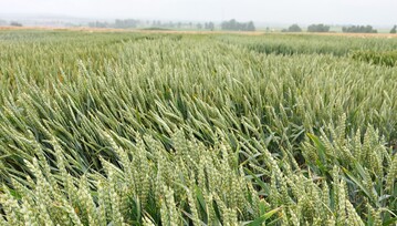 Versuchsfeld in Tailfingen