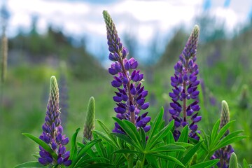 Lupine