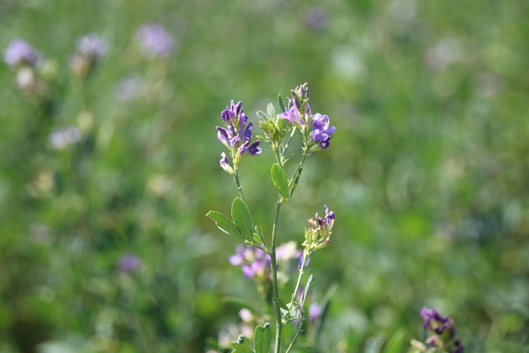 Betriebe, die stark auf biologische N-Fixierung durch Leguminosen setzen, weisen strkere P-Defizite auf. 