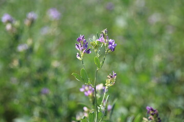 Betriebe, die stark auf biologische N-Fixierung durch Leguminosen setzen, weisen strkere P-Defizite auf. 