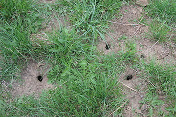 Ob Bekmpfungsmanahmen erforderlich sind, kann man mit der Lochtretmethode ermitteln.