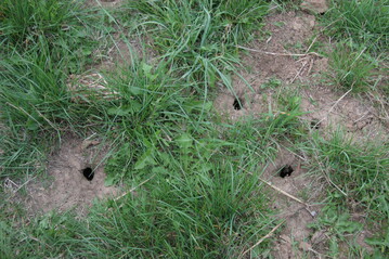 Typische Mäuselöcher.