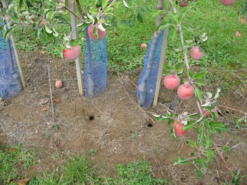 Sowohl Wühl- wie Feldmäuse können in Obstanlagen einen erheblichen Schaden verursachen.