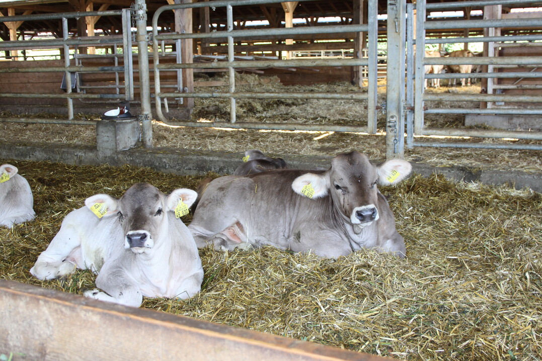 Links im
Bild zu sehen ist das Kalb,
Hyazinthe, das beispielhaft
f�r das Verfahren
der muttergebundenen
Aufzucht steht. In den
n�chsten vier Wochen
wechselt das Jungtier
von der Kuh-K�lbergruppe
ins Rinder-Abteil.