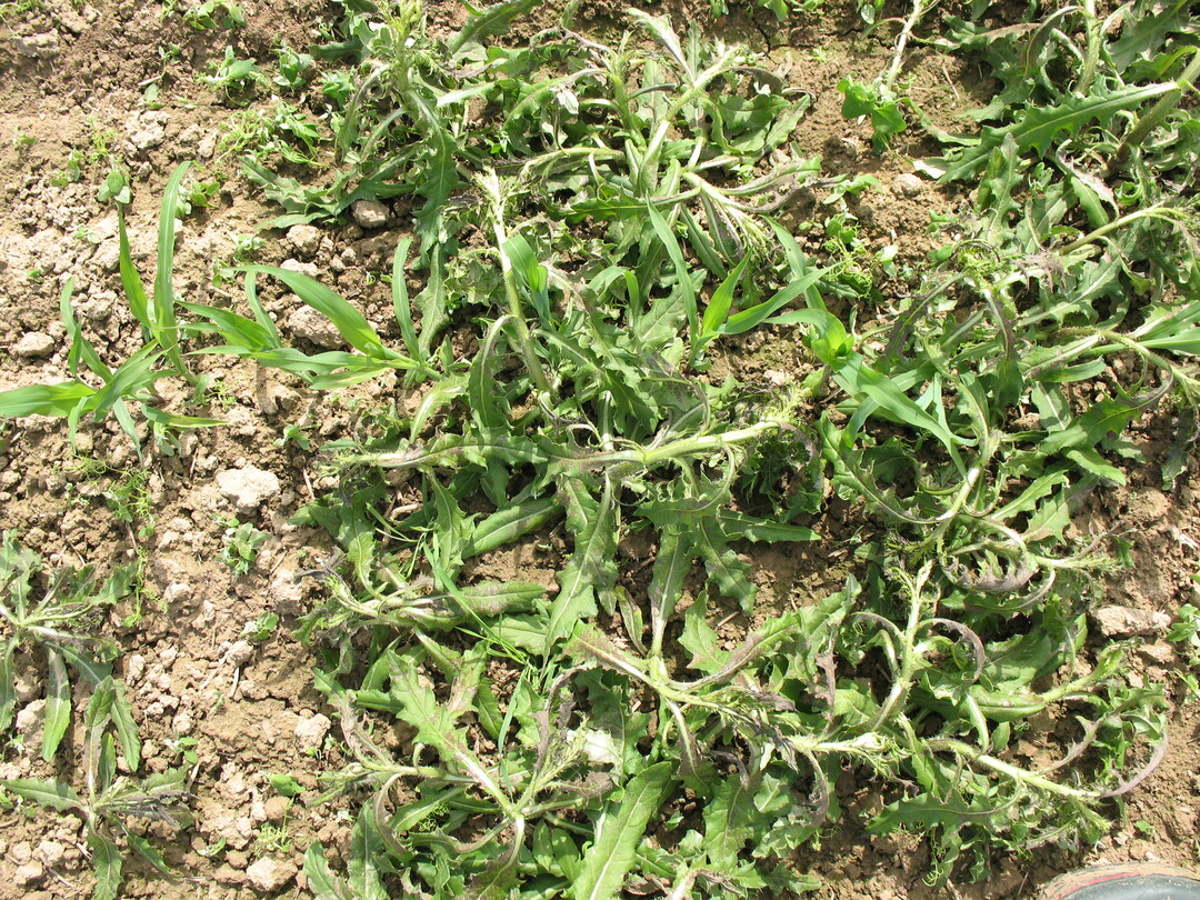 Ackerkratzdistel mit Lontrel behandelt.