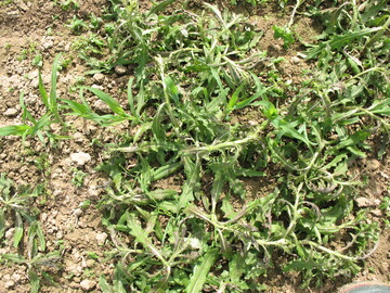 Ackerkratzdistel mit Lontrel behandelt.