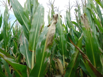 Die Blattdürre macht sich an Maispflanzen breit.