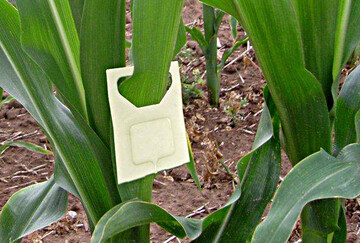 Der Einsatz von Trichogramma an Mais gegen den Maiszünsler kann bald starten.