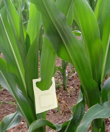 Hngesystem mit Trichogramma-Eiern.