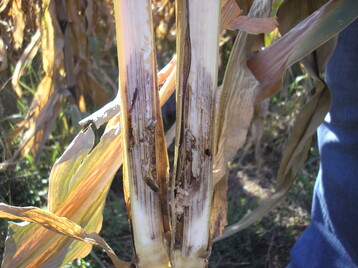 Nach Krnermaisernte sollten zurckbleibende Raupen des Maisznslers durch Zerkleinern der Maisstoppeln bekmpft werden.