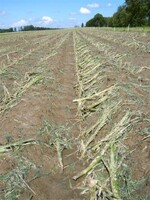 Totalschaden bei Mais